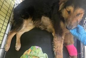 В Сочи полиция задержала жестокого догхантера, выстрелившего в спящую собаку на улице